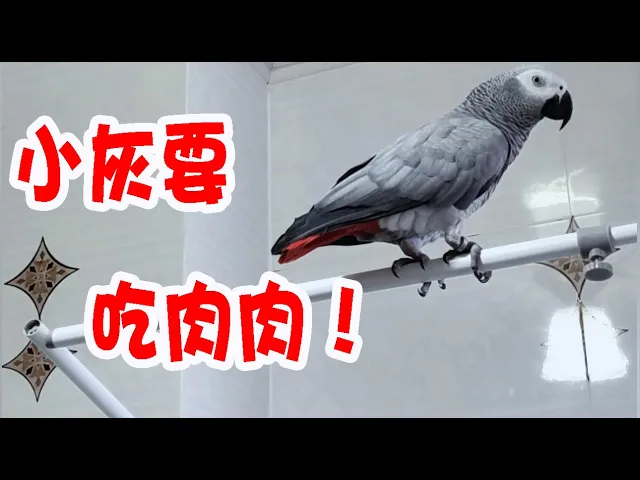 发个小灰的库存,看看原来的小灰,反正原来现在都是碎嘴子【顶嘴的小灰】